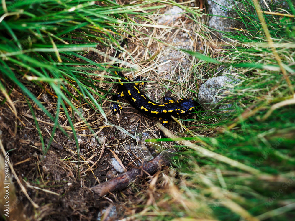 Wild salamander in the mountains of pirineos Wild salamander in the mountains of pirineos