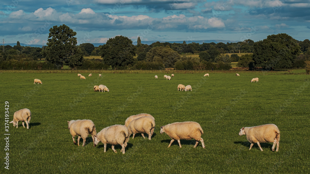 Sheep and lamb in the field