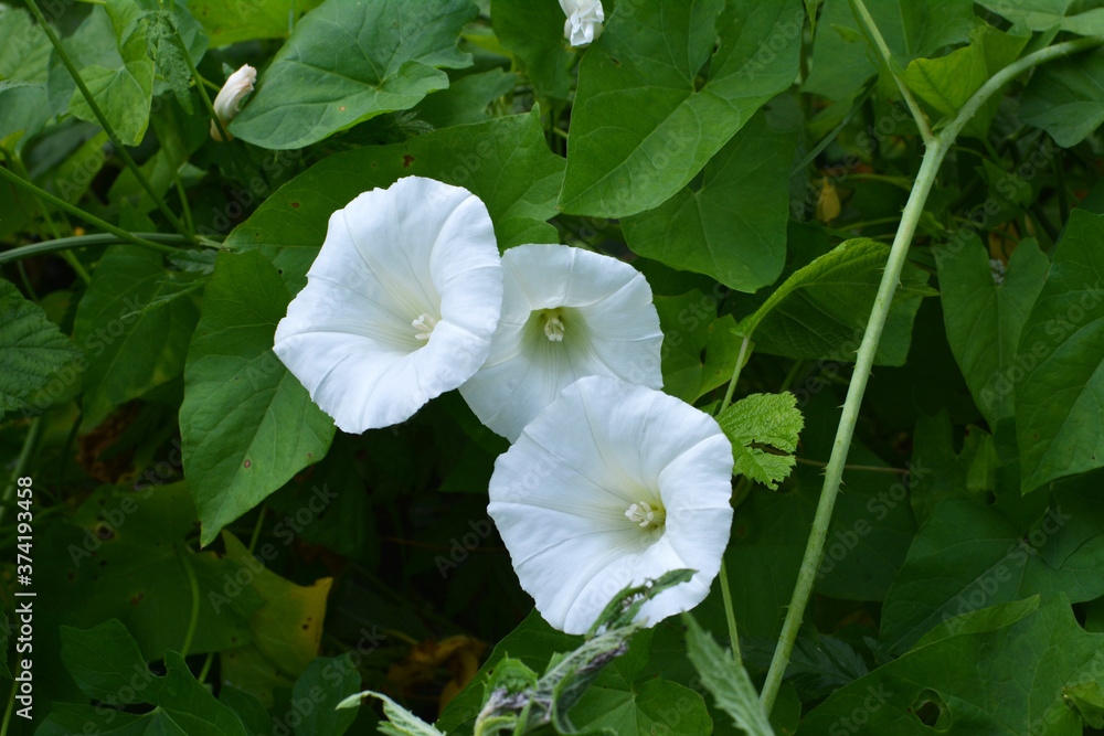 Convolvulus arvensis grows in the field