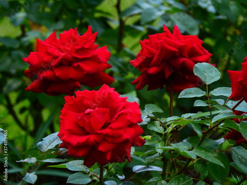 Czerwone róże z kolcami