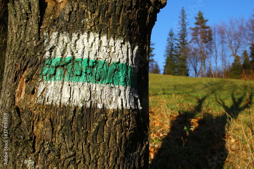 Fototapeta Naklejka Na Ścianę i Meble -  Zielony szlak górski