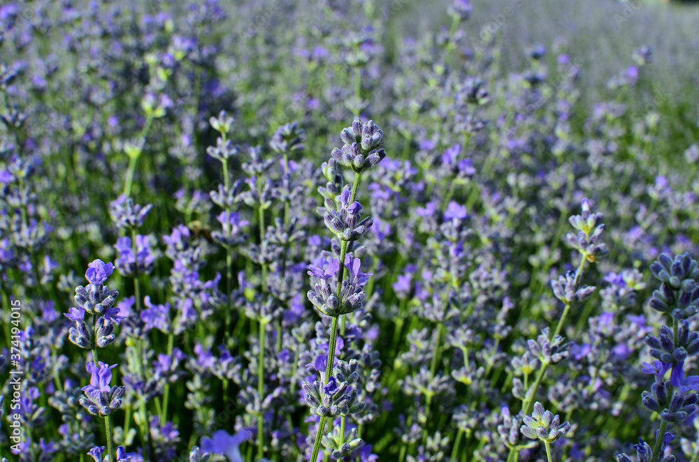 Close up of Purple Lavender Flowers in Lavender Field during Summer at Countryside in Transylvania.