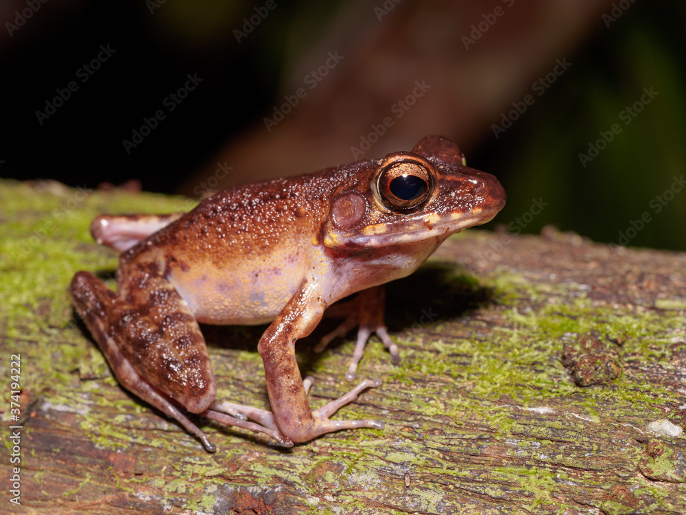 Brown Marsh Frog - Pulchrana baramica in Bako National Park, Borneo Brown Marsh Frog - Pulchrana baramica in Bako National Park, Borneo