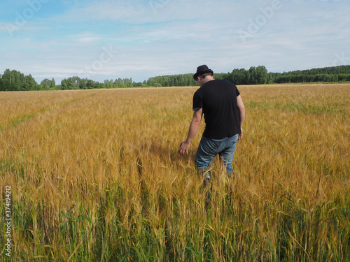 a man in a hat walks through a field of barley. harvest. farm field.