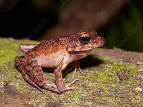 Brown Marsh Frog - Pulchrana baramica in Bako National Park, Borneo