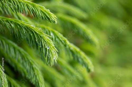 Raindrops on the branches of green spruce