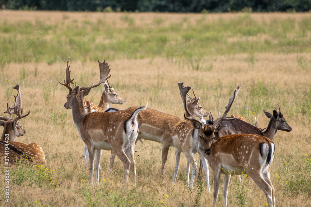 in enclosure many fallow deer live together in a group in enclosure many fallow deer live together in a group