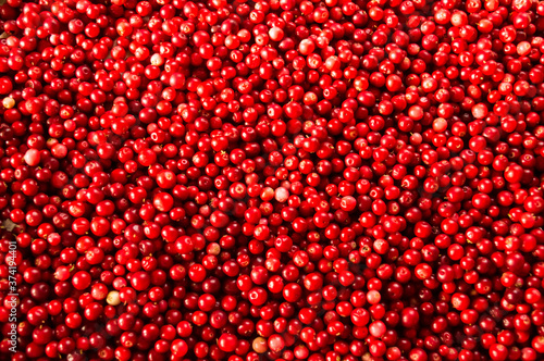 Texture of ripe red berries lingonberry © Анна Косачева