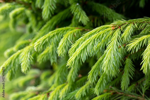 Raindrops on the branches of green spruce