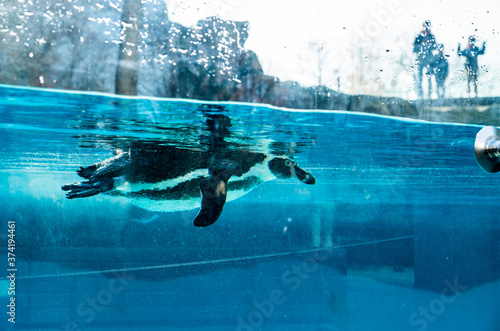 Humboldt penguin swimming in the zoo, Cracow, Poland