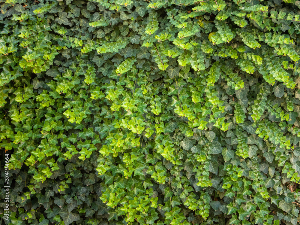 Colchis ivy on a hedge on a sunny summer day Colchis ivy on a hedge on a sunny summer day