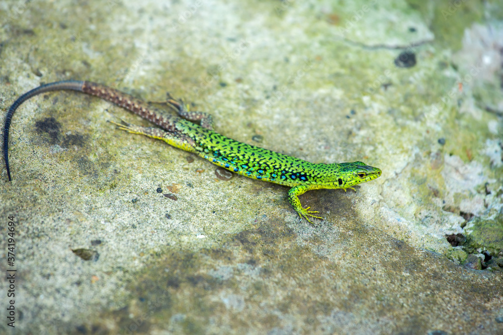 Green small lizard on a stone background, wall Green small lizard on a stone background, wall