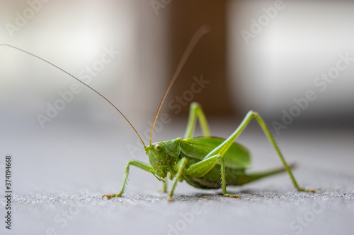green grasshopper crawls across a terrace floor