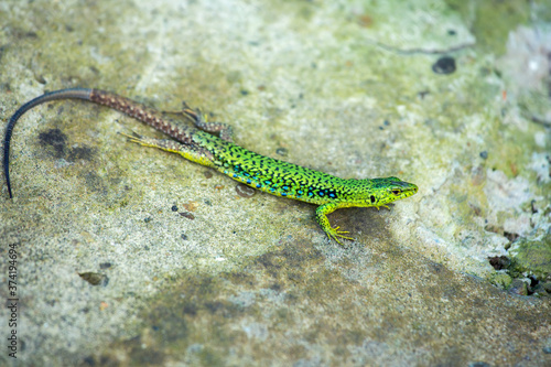 Green small lizard on a stone background, wall © Arina B