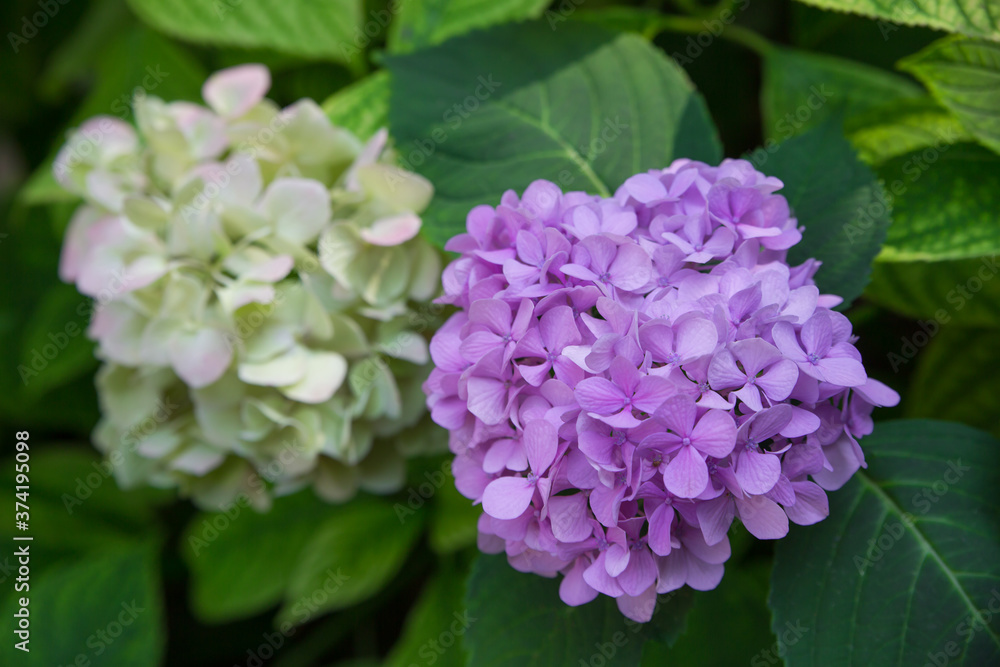 Flowering white and purple hydrangea. Selective focus Flowering white and purple hydrangea. Selective focus