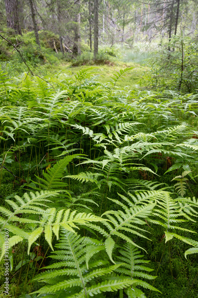 ferns in the forest ferns in the forest
