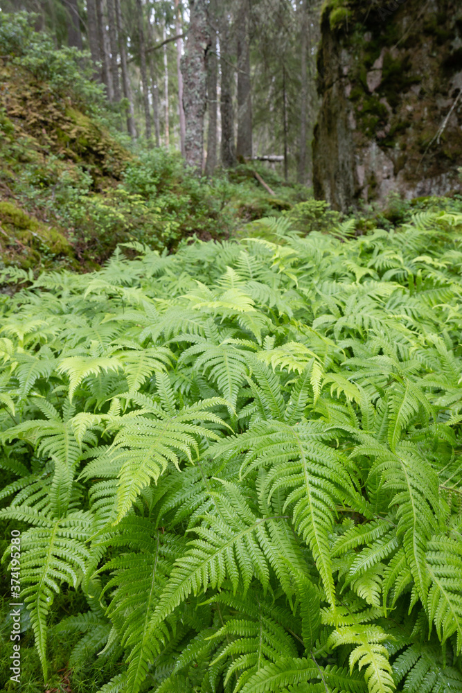 ferns in the forest ferns in the forest