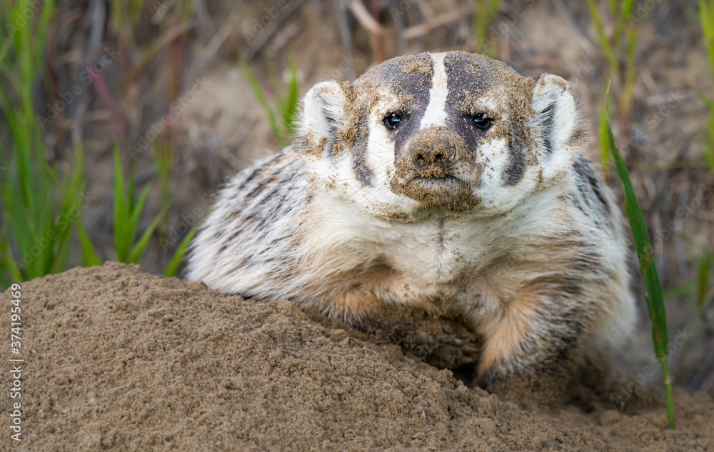 Fototapeta premium Badger in the wild