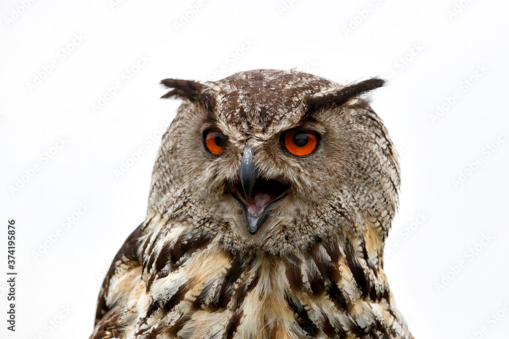 Fototapeta premium Portrait of a Eurasian Eagle-Owl (Bubo bubo) with his beak open. Gelderland in the Netherlands with a white background