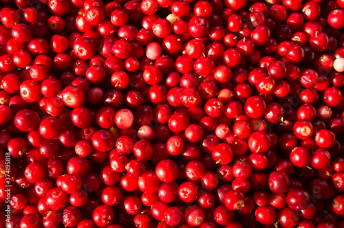 Lingonberry background. Top view. Red fresh background.