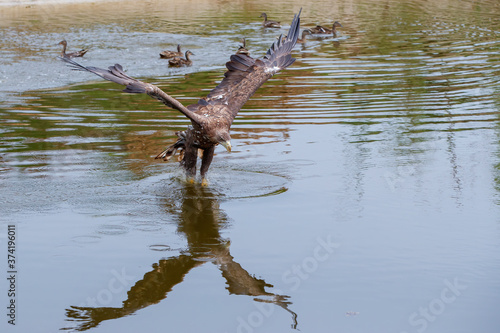 White Tailed Eagle  Haliaeetus albicilla  catching a prey out of the water. Also known as Eurasian sea eagle and white-tailed sea-eagle