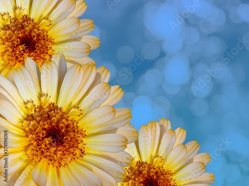 Beautiful marigold flowers on blue blurred background. Festive flowers concept. Floral card with flowers  copy space