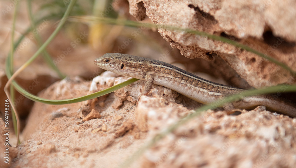 Naklejka premium lizard resting, summer holidays Boa Vista Cape Verde 