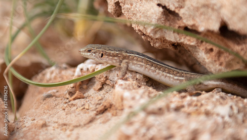 lizard resting, summer holidays Boa Vista Cape Verde 