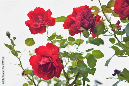 red roses on white