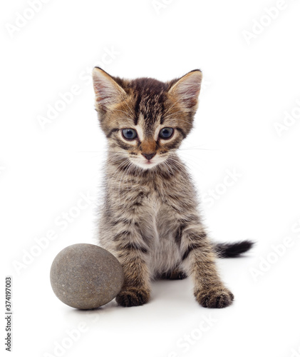 Little gray kitten with a pebble.