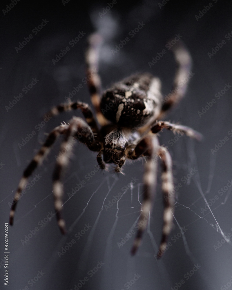 macro close up of a arachnid spider on a web macro close up of a arachnid spider on a web