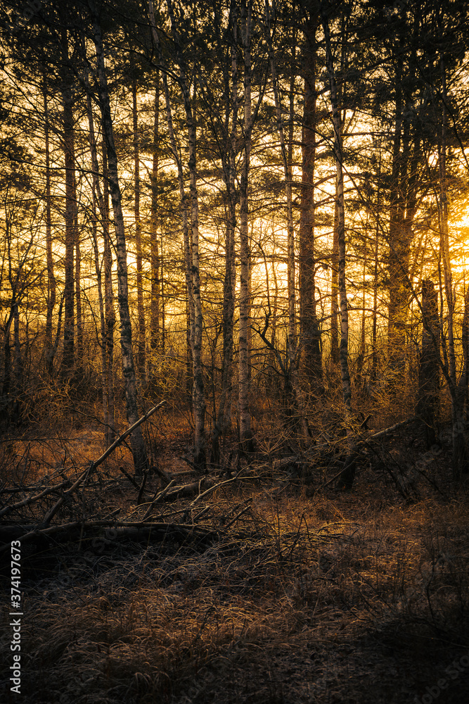 Obraz premium sunset in the forest