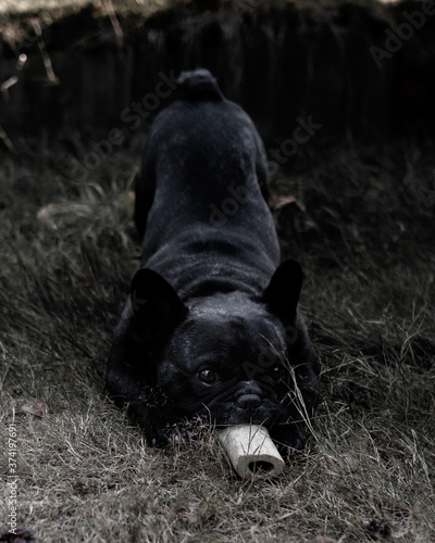 Slika na platnu playfull french bulldog dog chewing on a bone in the yar on grass