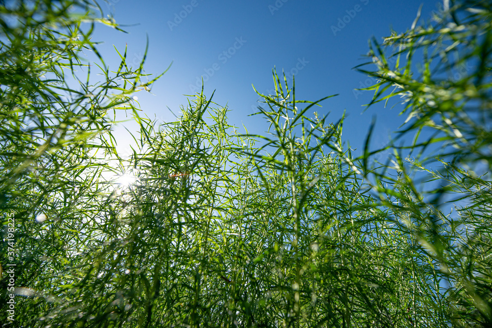 Fresh Estragon, Tarragon, Artemisia dracunculus, growing in the garden Fresh Estragon, Tarragon, Artemisia dracunculus, growing in the garden