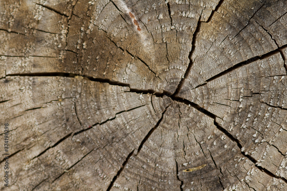 Fototapeta premium rond strie arbres bois sec couper buche chauffage 