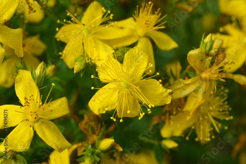 фотографія In the wild bloom hypericum perforatum