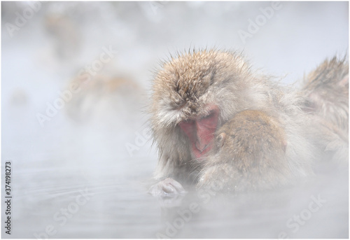 Japanese’s macaque family taking a bath in onsen at Nagano. 