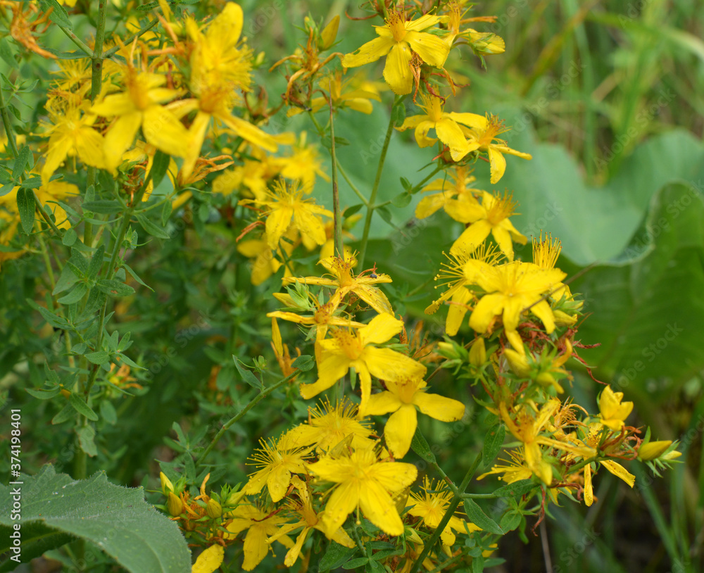 In the wild bloom hypericum perforatum In the wild bloom hypericum perforatum