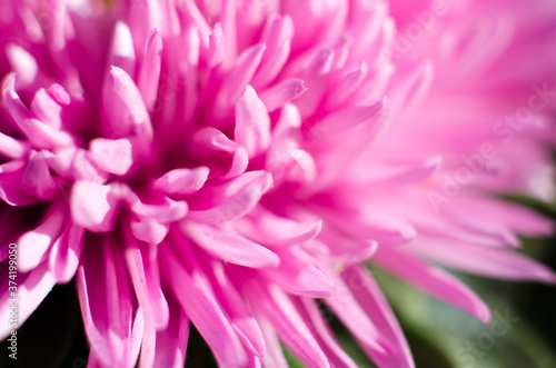 Macro photo of a flower aster. Blurred pink flower as background.