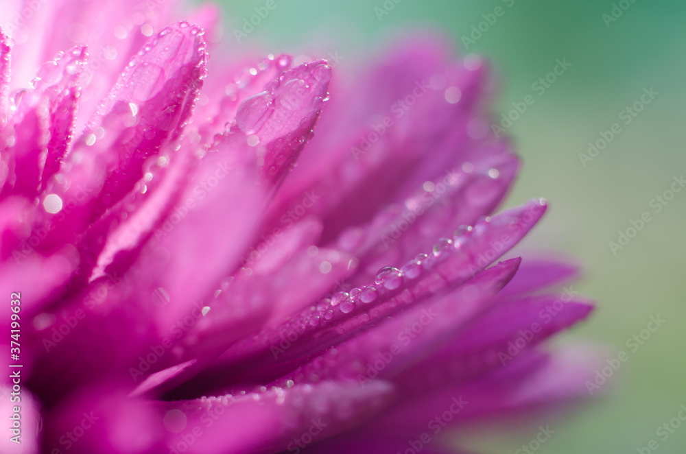 Beautiful macro photo of an aster flower with water droplets on the petals. Beautiful macro photo of an aster flower with water droplets on the petals.