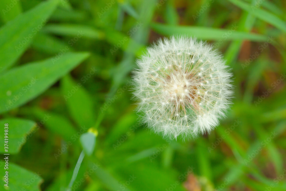 Fototapeta premium Picture in macro with white dandelion on green