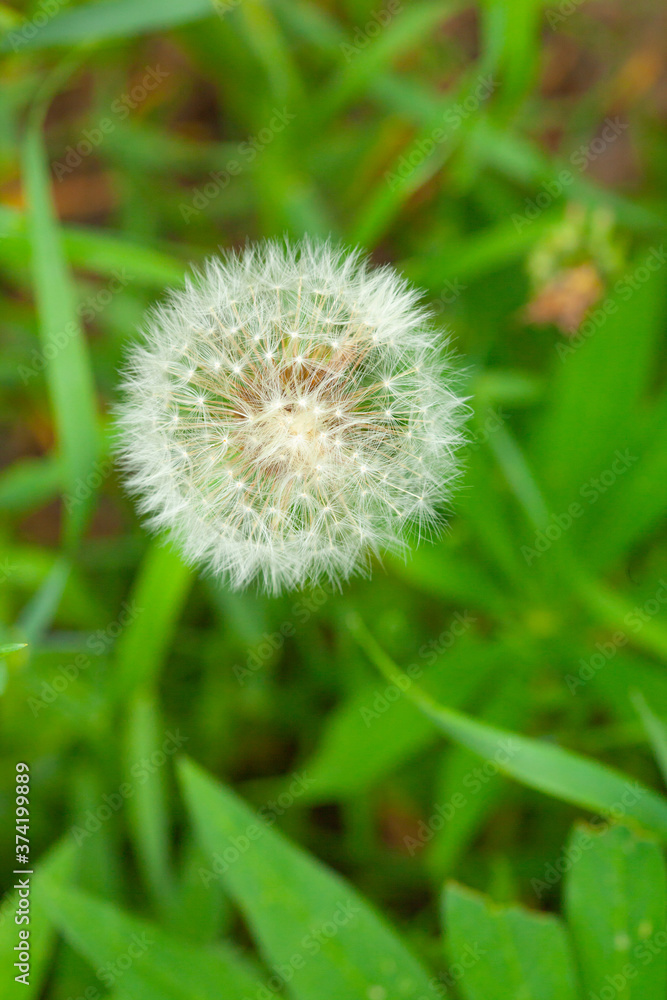 Picture in macro with white dandelion on green Picture in macro with white dandelion on green