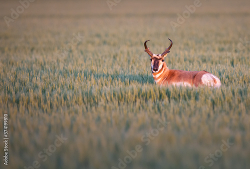 Pronghorn