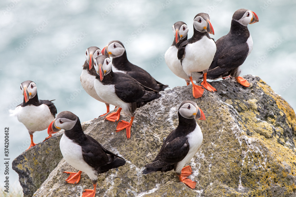 Fototapeta premium group of puffins in Iceland
