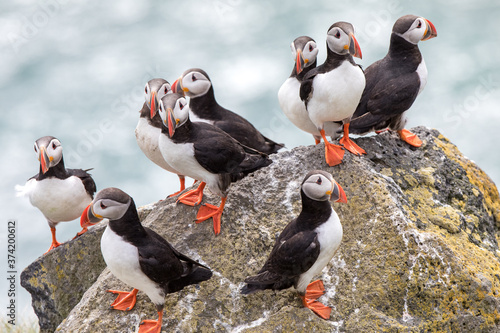 group of puffins in Iceland