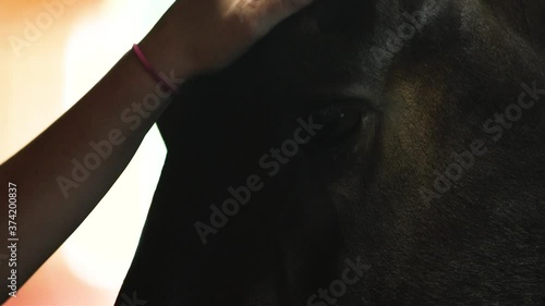 A Young woman's hand gently pats & pets the head of a large black horse