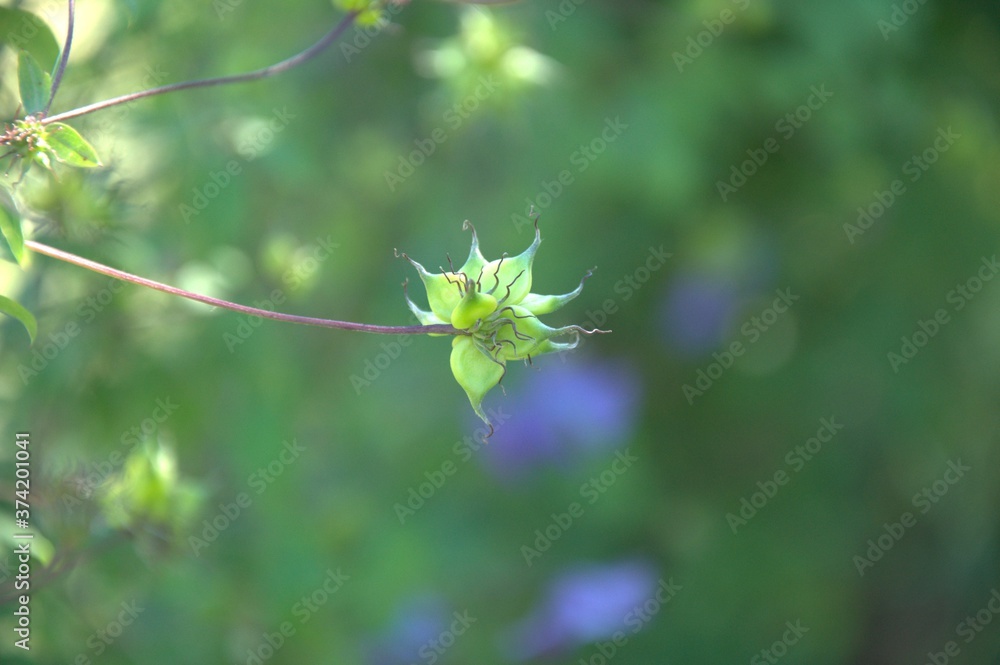 Box with clematis seeds close-up on the background of the greenery of the garden Box with clematis seeds close-up on the background of the greenery of the garden