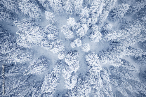 white snowy forest treetops © alexugalek