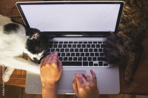 Canvas Print Person working on laptop with empty screen and cute cats sleeping at keyboard