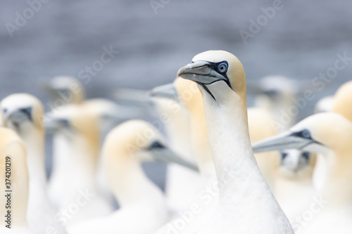Colony of Northern gannet (Morus bassanus) seabirds